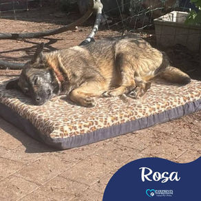 Rosa - 4 year old female