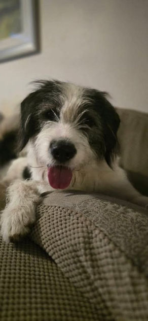 Ash - 1 year old male