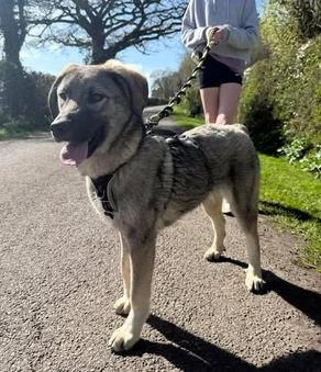 Mars - 6 month old male