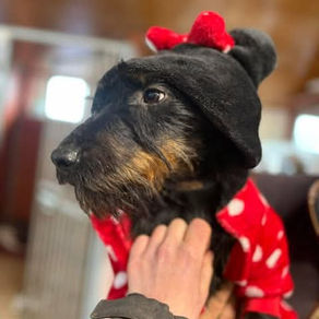 Rouge - 3 year old female