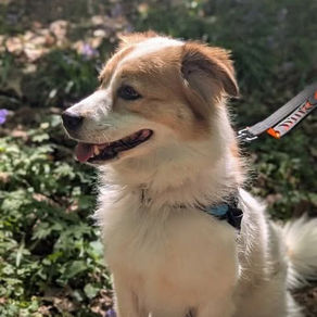 Phoenix - 8 year old female