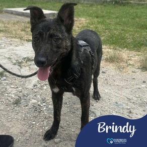 Brindy - 6 month old female