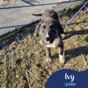 Ivy - 8 month old female