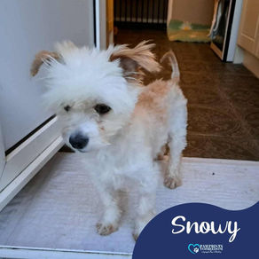 Snowy - 2 year old male