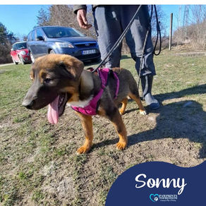 Sonny - 5 month old male