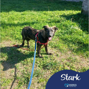 Stark - 1 year old male