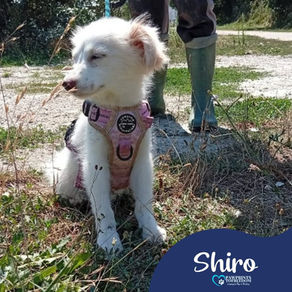 Shiro - 6 month old male