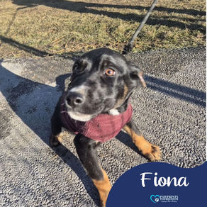 Fiona - 8 month old female