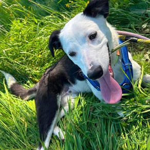 Avanna - 6 month old female