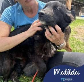 Matilda - 7 month old female