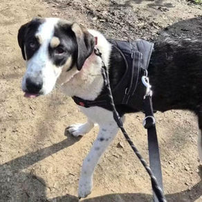 Calypso - 1 year old female