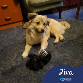 Ziva - 11 month old female