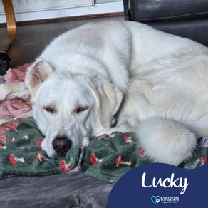 Lucky - 2 year old male