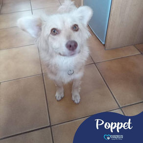 Poppet - 1 year old female
