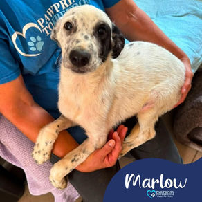Marlow - 5 month old male