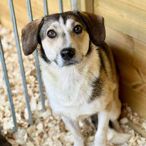 Apple -2 year old female