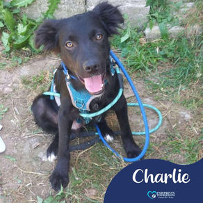 Charlie - 6 month old male