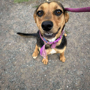Coral - 1 year old female