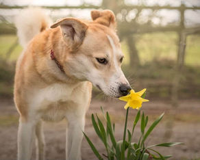 Dolly - 6 year old female