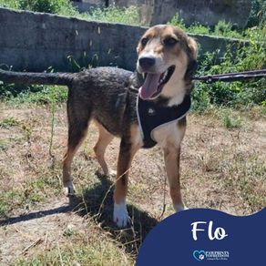 Flo - 6 month old female