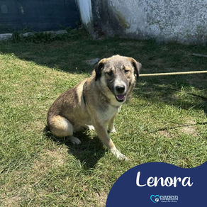 Lenora - 1 year old female