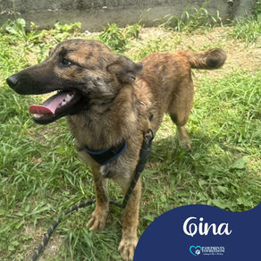 Gina - 6 month old female