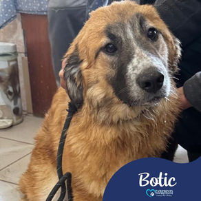 Botic - 7 month old male