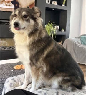 Maya - 6 year old female