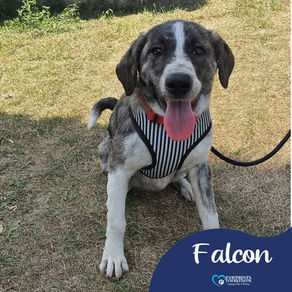 Falcon - 6 month old female
