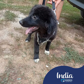 India - 5 month old female