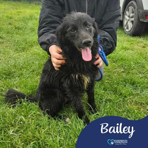 Bailey - 9 month old female