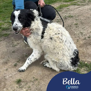 Bella - 7 month old female