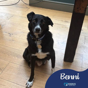Benni - 3 year old male