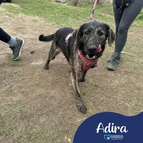 Adira - 10 month old female
