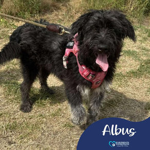 Albus - 6 month old male