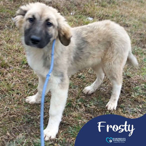 Frosty - 7 month old female