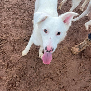 Goose - 1 year old male