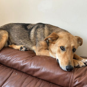 Mabel - 1 year old female