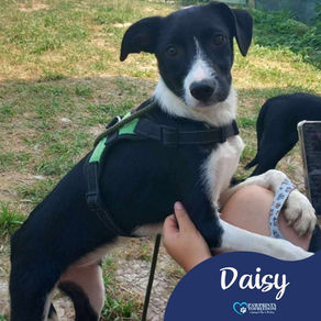 Daisy - 6 month old female