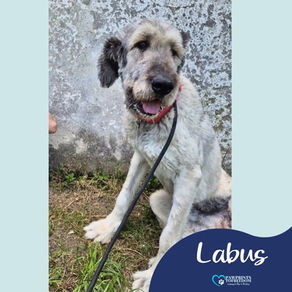 Labus - 1 year old male