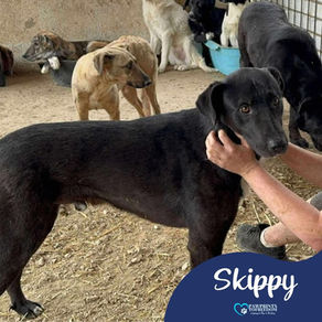 Skippy - 6 year old male