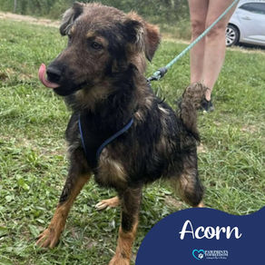 Acorn- 6 month old female