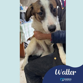 Walter - 1 year old male