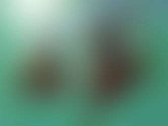 Snorkeling Key Largo's John Pennekamp Coral Reef State Park