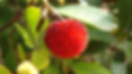 A Chinese bayberry, also known as wax berry. Fresh fruit still on the stem
