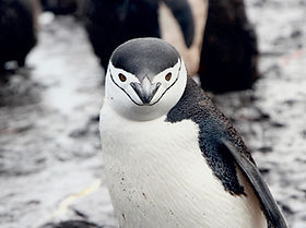 Awe inspiring ice and wildlife of the Southern Polar Regions and Antarctica
