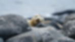 A sea lion pup rests its head on rocks as it snoozes on the shores of the Galapagos Islands