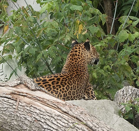 Gepard_edited.jpg