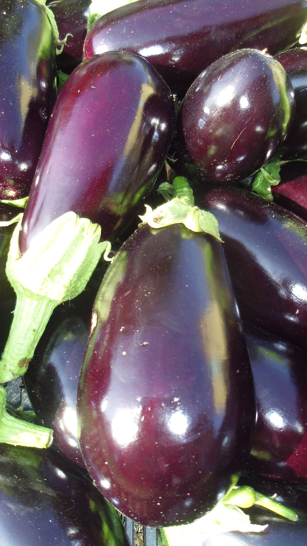 AUBERGINE