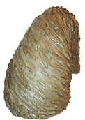 trunk%20one_edited.png